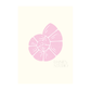Sea shell A4 print